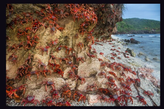 Red Crab Migration Photo by Raphael Bick on Unsplash