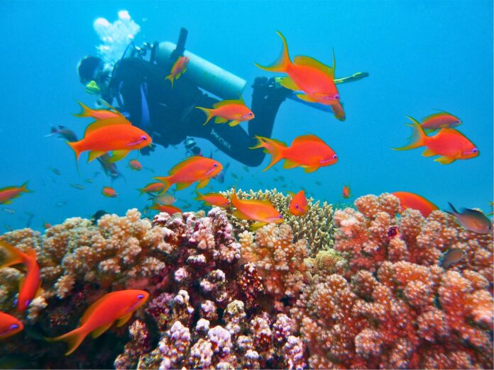 Gift Love that Grows: Fiji Introduces Coral Bouquet as Sustainable Valentine's Day Gift